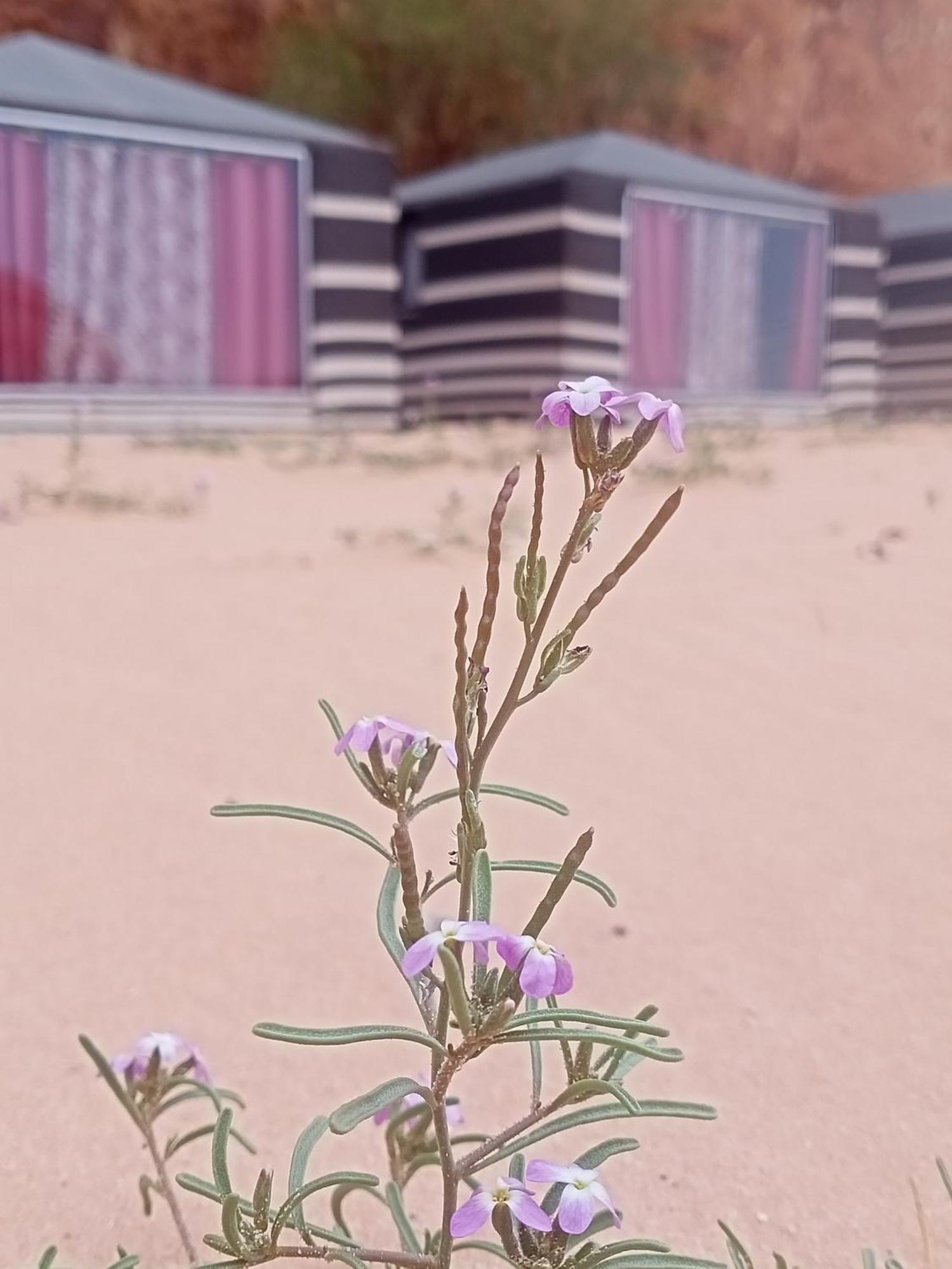 Shahrazad desert, Wadi Rum Zimmer foto